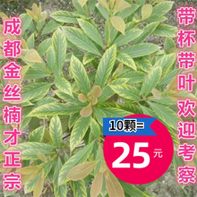 正宗四川金丝楠木树苗小叶桢楠成都基地带土直发苗木珍稀名贵树苗