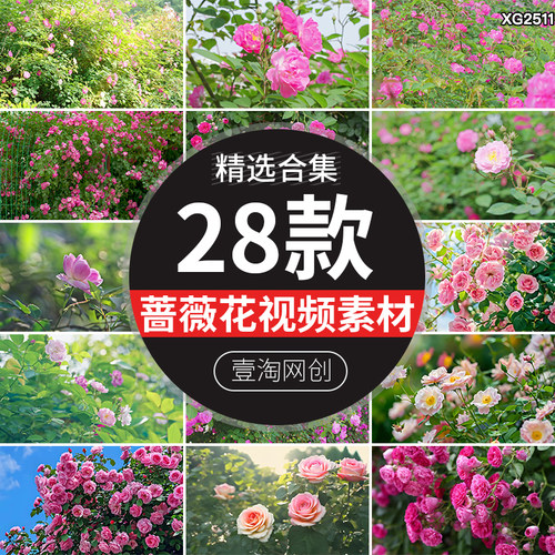 春天日季蔷薇花月季花玫瑰花卉盛开花朵开花墙鲜花短视频剪辑素材