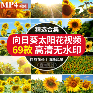 太阳光下照射向日葵花葵园太阳花向阳花摆动特写短视频剪辑素材