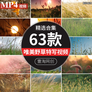 唯美春天秋天清新野草枯草野花风中摇曳夕阳日落风景视频剪辑素材