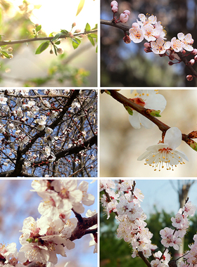 春天春暖花开白色粉色杏花盛开花朵花苞绽放空境实拍视频剪辑素材