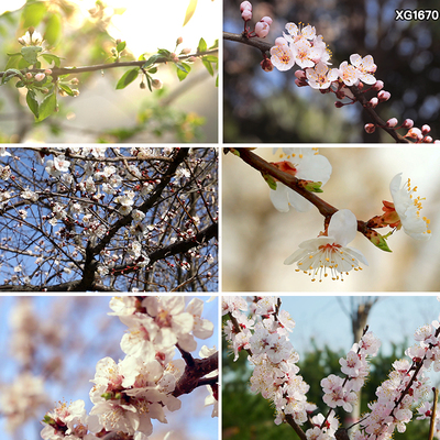 春天春暖花开白色粉色杏花盛开花朵花苞绽放空境实拍视频剪辑素材