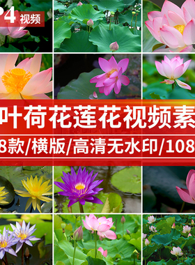 夏天夏日池塘白色粉红色荷花莲花荷叶睡莲盛开绽放开放视频素材