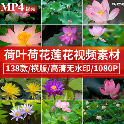 夏天夏日池塘白色粉红色荷花莲花荷叶睡莲盛开绽放开放视频素材