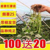 蜜薯苗烟薯25红薯苗100棵 种植苗烤地瓜苗超甜 包邮