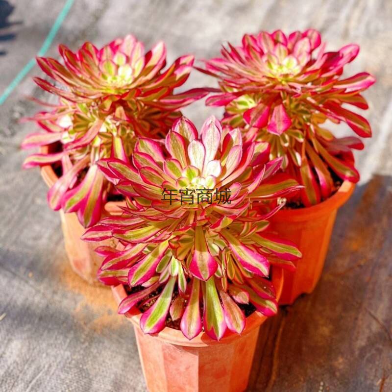 精品植物多肉法师红铜壶超白锦手捧单头室内办公桌面阳台花卉盆栽