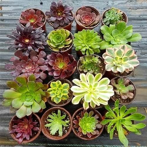 阳台非常容易多肉植物法师新手