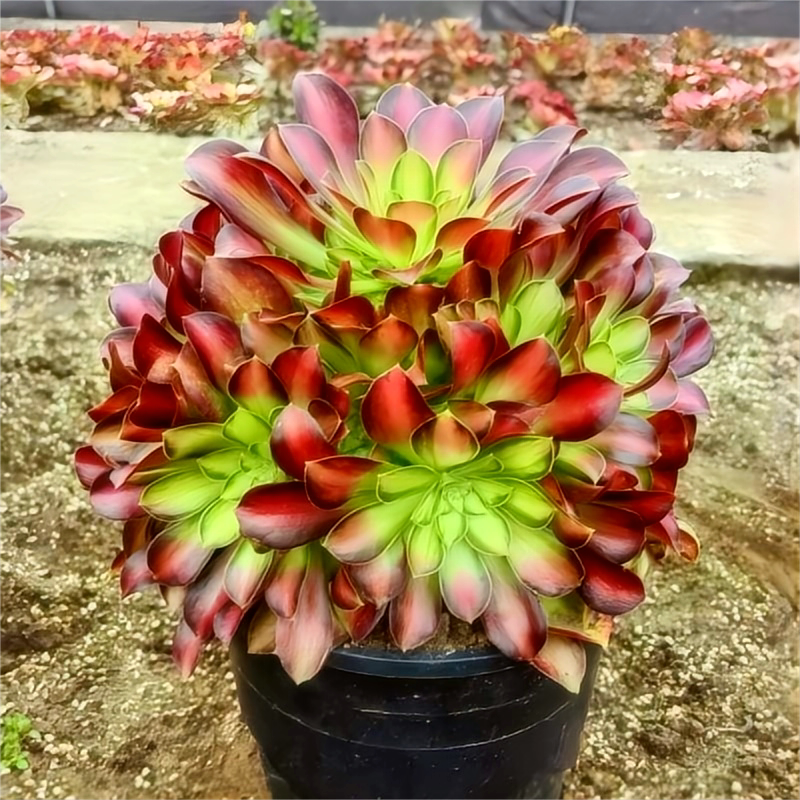 多精多肉法师锦 韶华手捧花多头超大法师三仙多肉老桩组合绿植花