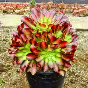 多精多肉法师锦 韶华手捧花多头超大法师三仙多肉老桩组合绿植花