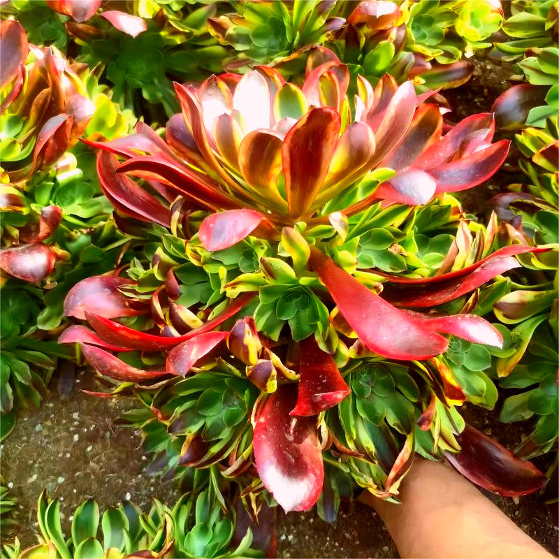 年宵商城欧佳利法师锦