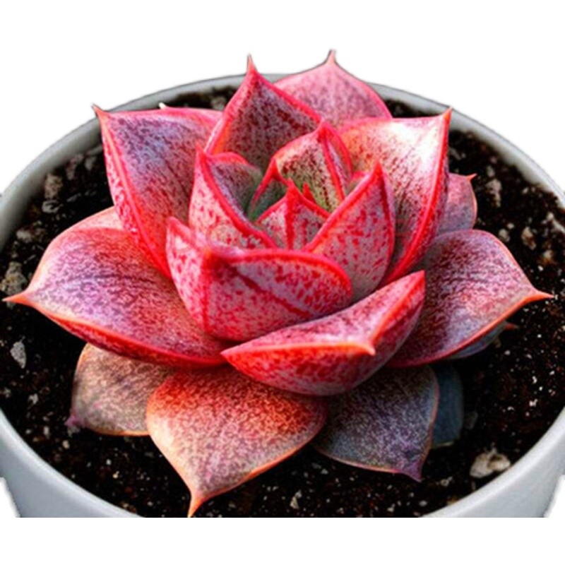 大和锦多肉植物多肉超萌