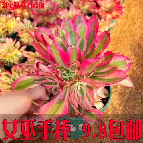 粉女巫法师锦单头办公桌