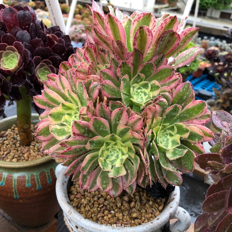 绿植艳日伞老桩阳台桌面多肉植物