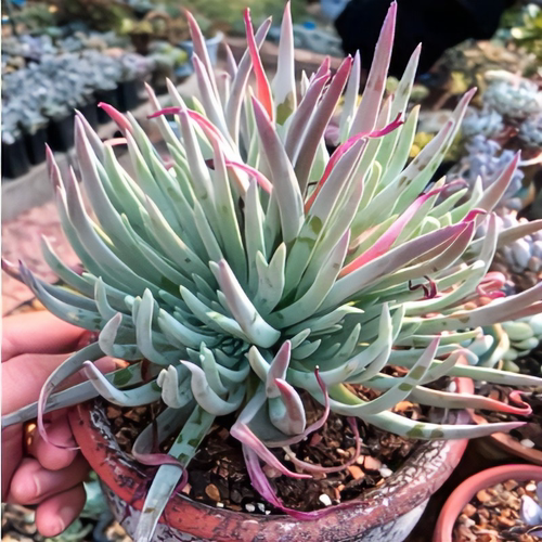 爱杜丽丝奴婢吉娜实生苗仙女杯