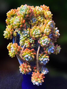 劳尔多肉植物肉肉有香味罗琦多肉大老桩群生劳尔肉肉绿植多肉盆栽