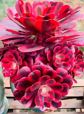 法师美杜莎红覆轮万圣节圆叶黑法师欧紫缀化多肉植物室内盆栽大颗