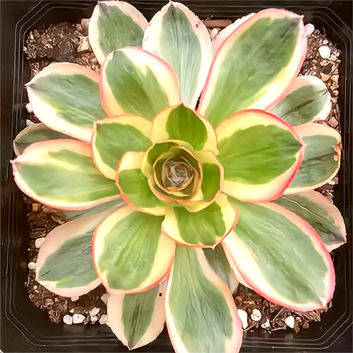 高端法师锦阳台燕姿锦多肉植物