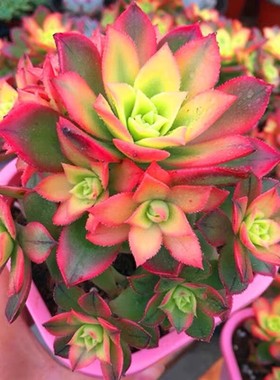 艳日辉多头老桩艳日辉捧花多肉植物法师老桩新手好养桌面绿植花卉