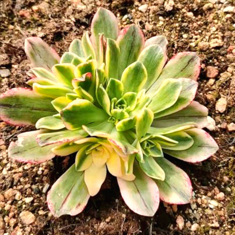 高端多肉植物法师锦甜茶 绿茶锦阳台盆栽绿植花卉