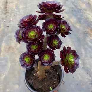 厚叶圆叶法师黑武士粗杆室内阳台桌面好养活新手花卉盆栽多肉植物