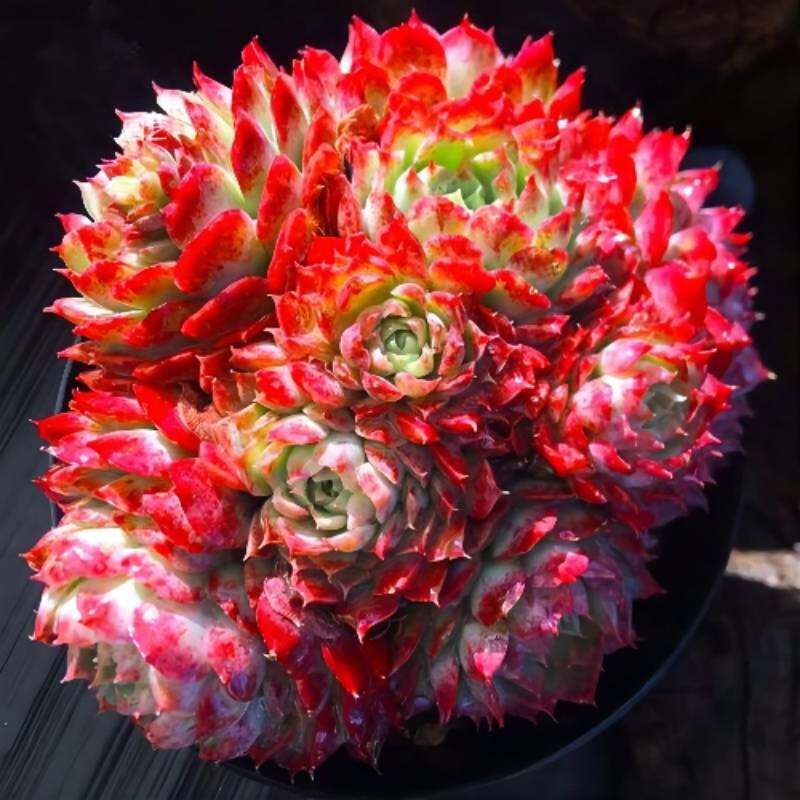 朱砂痣多肉植物稀有贵货花卉盆栽组合室内花绿植盆景莲花多肉老桩