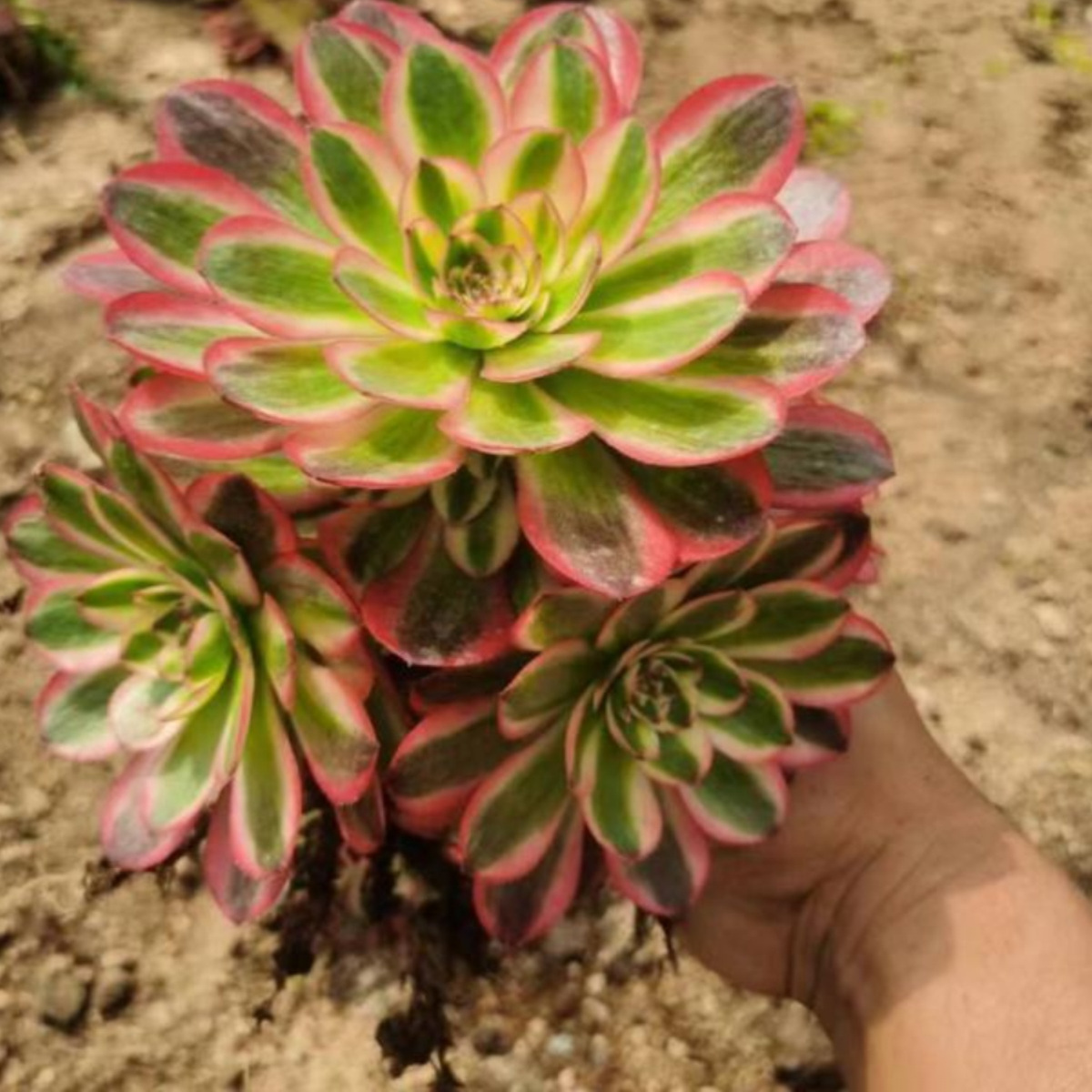 倾城法师锦高端法师多肉植物