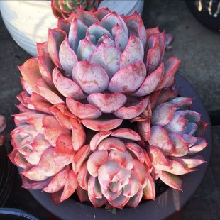 赫拉多肉植物晚霞杂肉肉办公桌面窗台室内盆栽绿植花卉