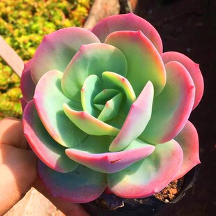 白凤多肉植物血凤老桩阳台室内窗台办公桌盆栽绿植花卉