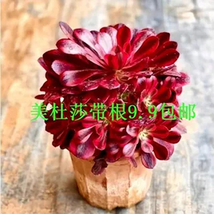 美杜莎法师植物多肉老桩办公室内桌面阳窗台绿植花卉盆栽精品肉肉