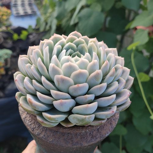 桌面阳台非常容易趣味防辐射多肉