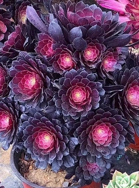 黑铜壶法师老桩多头手捧群倾城香奈儿大多肉植物室内阳台花卉盆栽