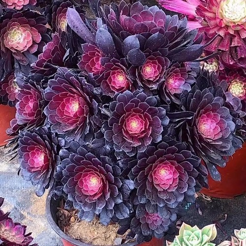 红黑心铜壶法师老桩手捧花群生