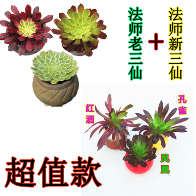 法师三仙美杜莎铜壶多肉植物法师