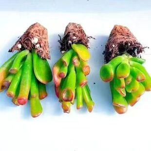 吸财树发财树绿植群生新手易养多肉植物扦插苗绿意盎然小盆栽