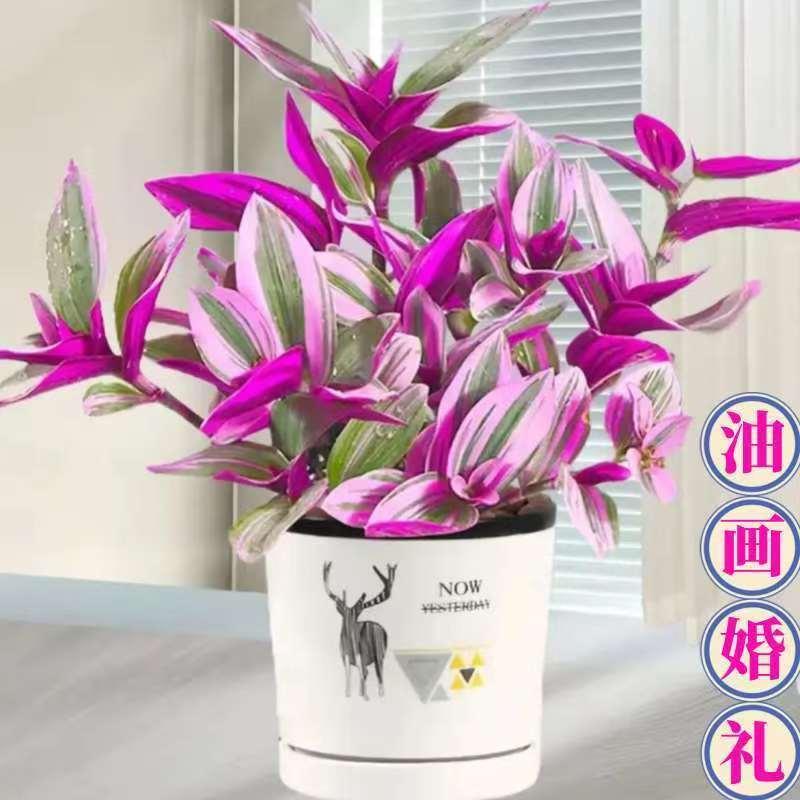 油画吊兰熊童子吸财树老桩多肉图片