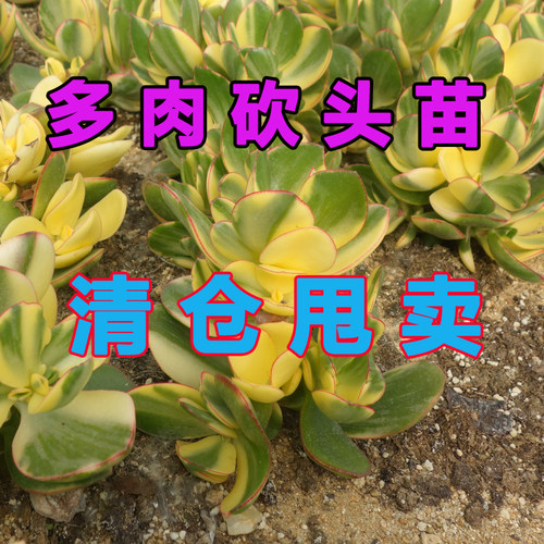 多肉植物砍头苗销量排行榜 多肉植物砍头苗品牌热度排名 小麦优选