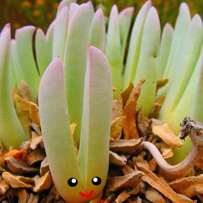 大钳子 虾钳 新妖  奔龙 多肉植物番杏科肉锥属实生稀有美观趣味