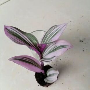 油画婚礼吊兰盆栽好养观叶植物紫叶办公室阳台好养绿植水培花卉