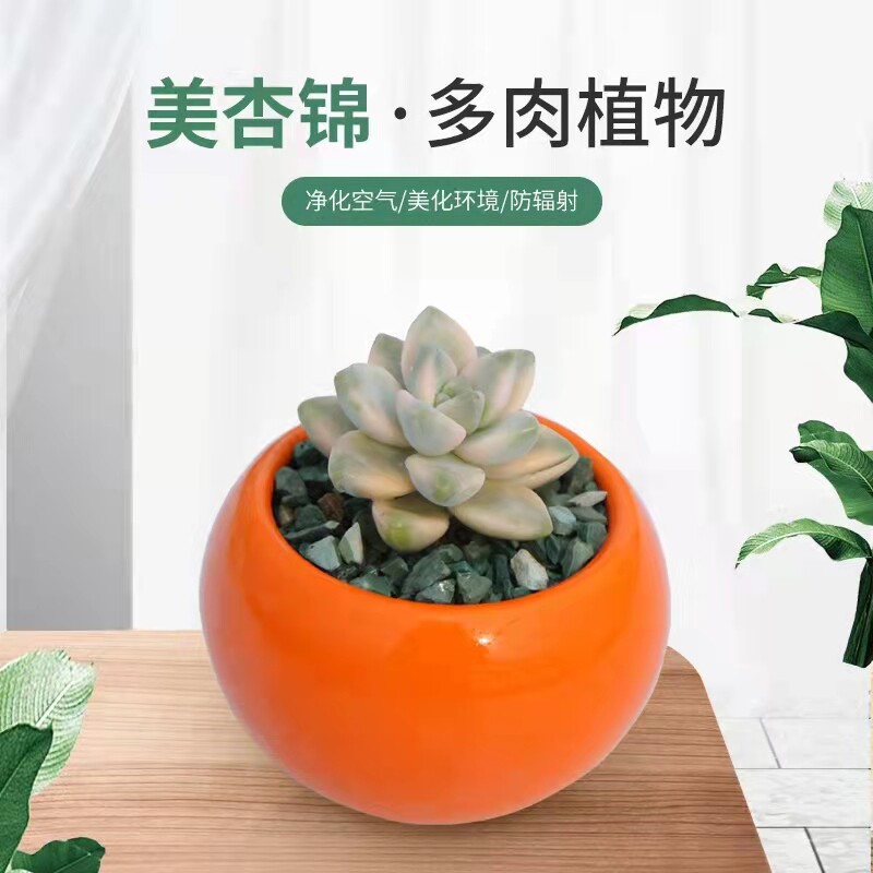 美杏锦超萌多肉植物新款杏美人锦肉肉单头覆轮锦多肉盆栽净化空气