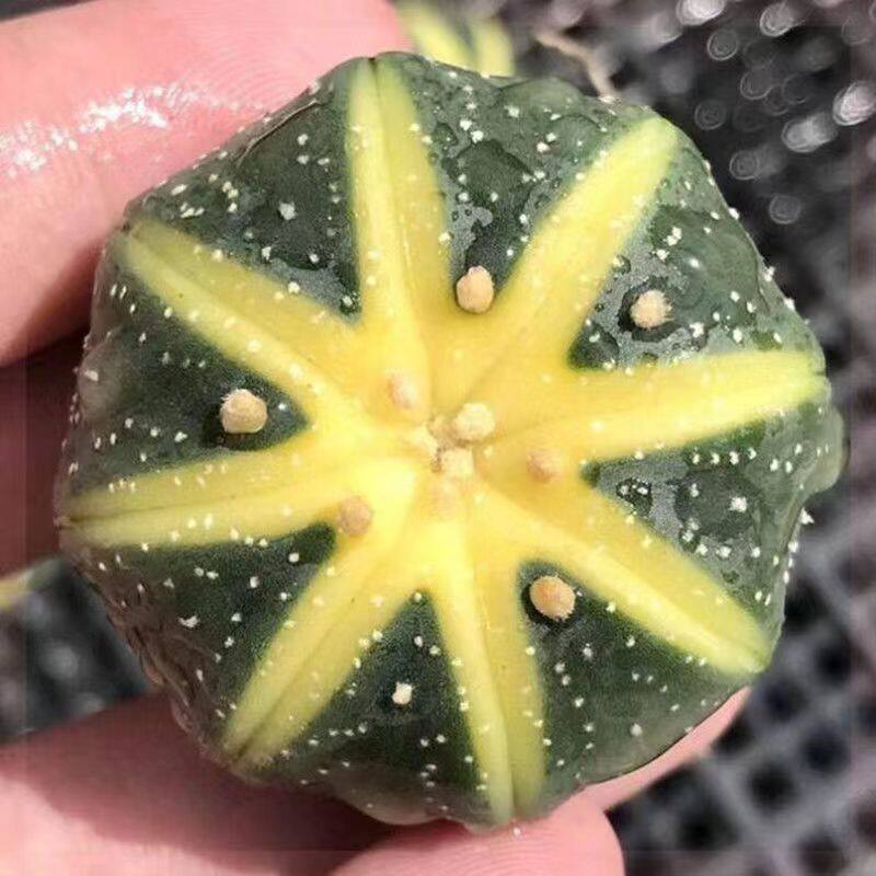 实生仙人球无刺星兜西瓜兜鸾凤玉五指山小南瓜多肉萌肉绿植盆栽