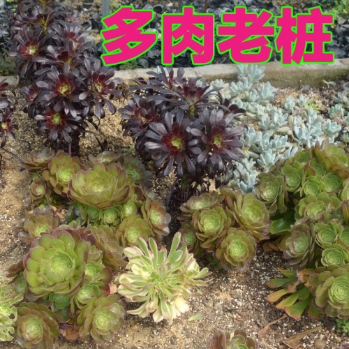 多肉植物老桩星爆欧版圆叶法师