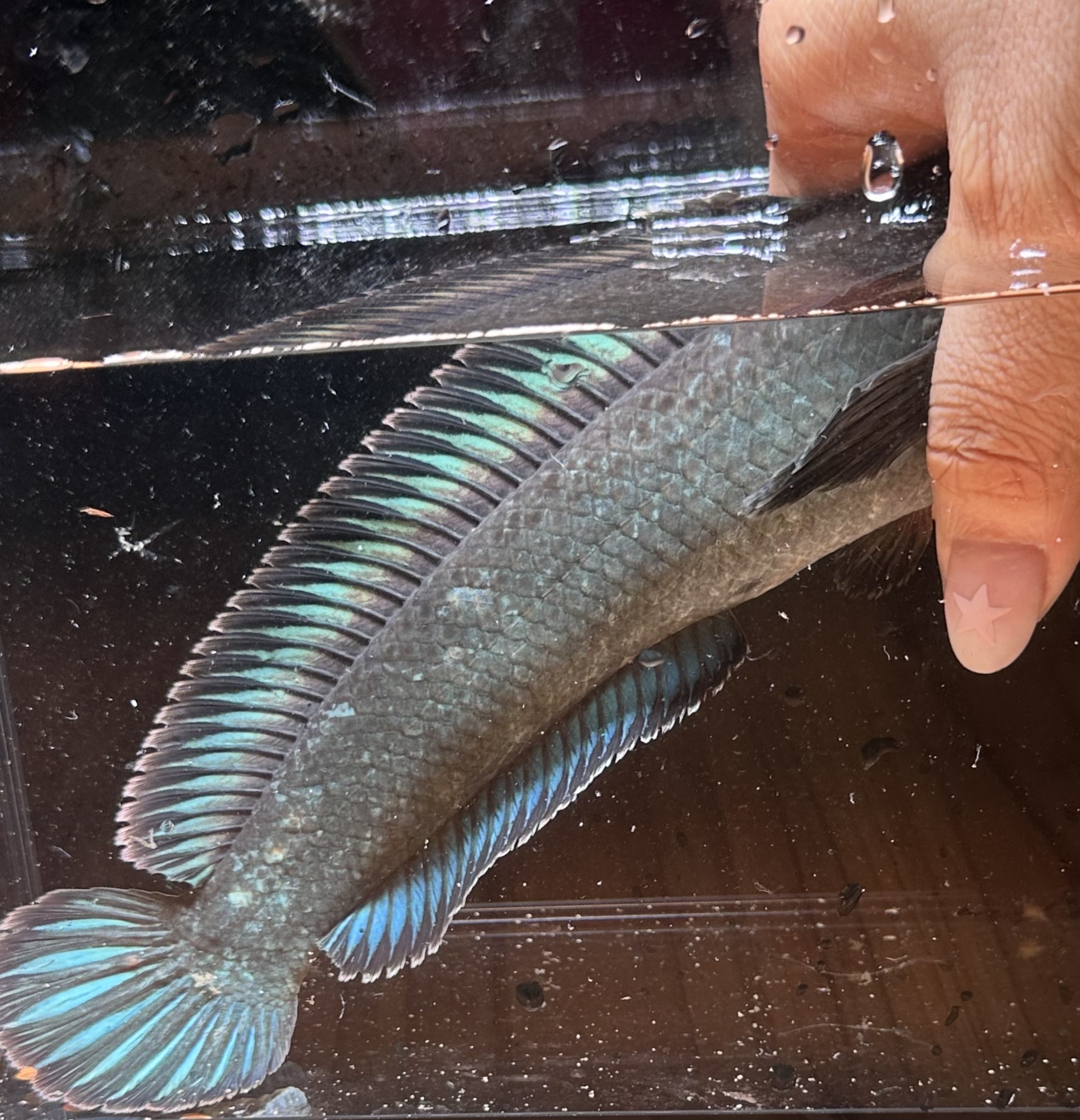 彩虹雷龙鱼活体七彩凶猛南鳢雷龙鱼