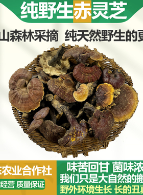 正宗纯野生赤灵芝丹芝干货深山采摘整朵天然正品中药材泡茶煮水