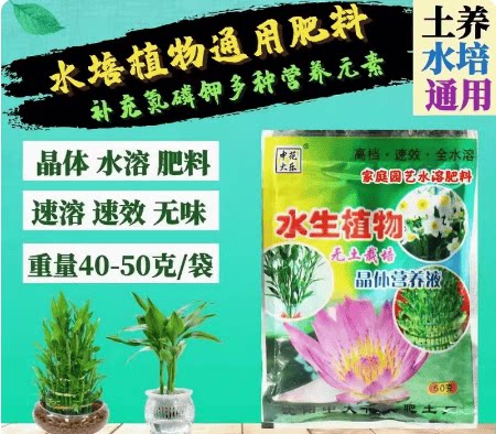 水生植物肥芙蓉莲一帆风顺中花