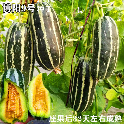 博阳9号甜瓜种子薄皮香瓜种籽博洋甜瓜种子花皮甜瓜早熟脆甜