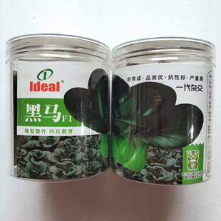 理想黑马青菜种子优质四倍体小白菜种籽高产抗病耐热耐寒四季菜种