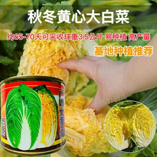 广通大黄心大白菜种子高产抗病优质黄心白菜种籽农家秋季蔬菜种孑