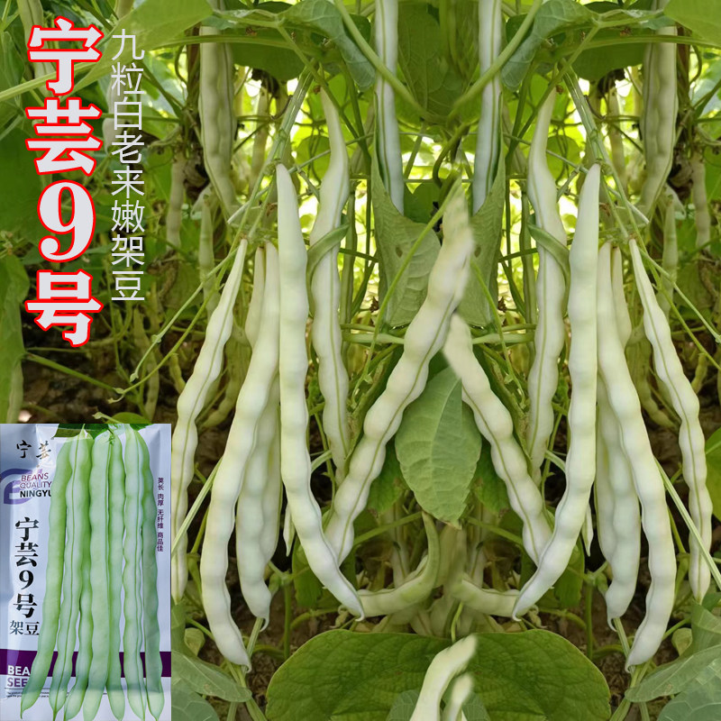 九粒白芸豆老来少种子高产白不老扁芸豆蔬菜籽摘不败四季播种图片