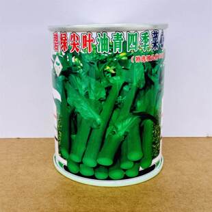 碧绿尖叶油青四季菜心种子高产抗病耐热耐寒农家菜园基地种植种子