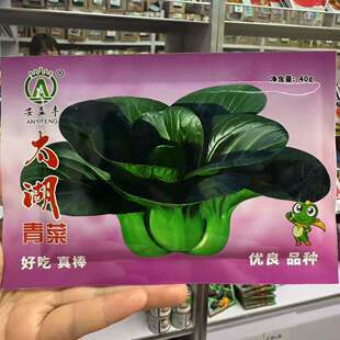 太湖青菜种子高产优质矮箕大头束腰苏州青种籽青梗菜四季蔬菜种孑